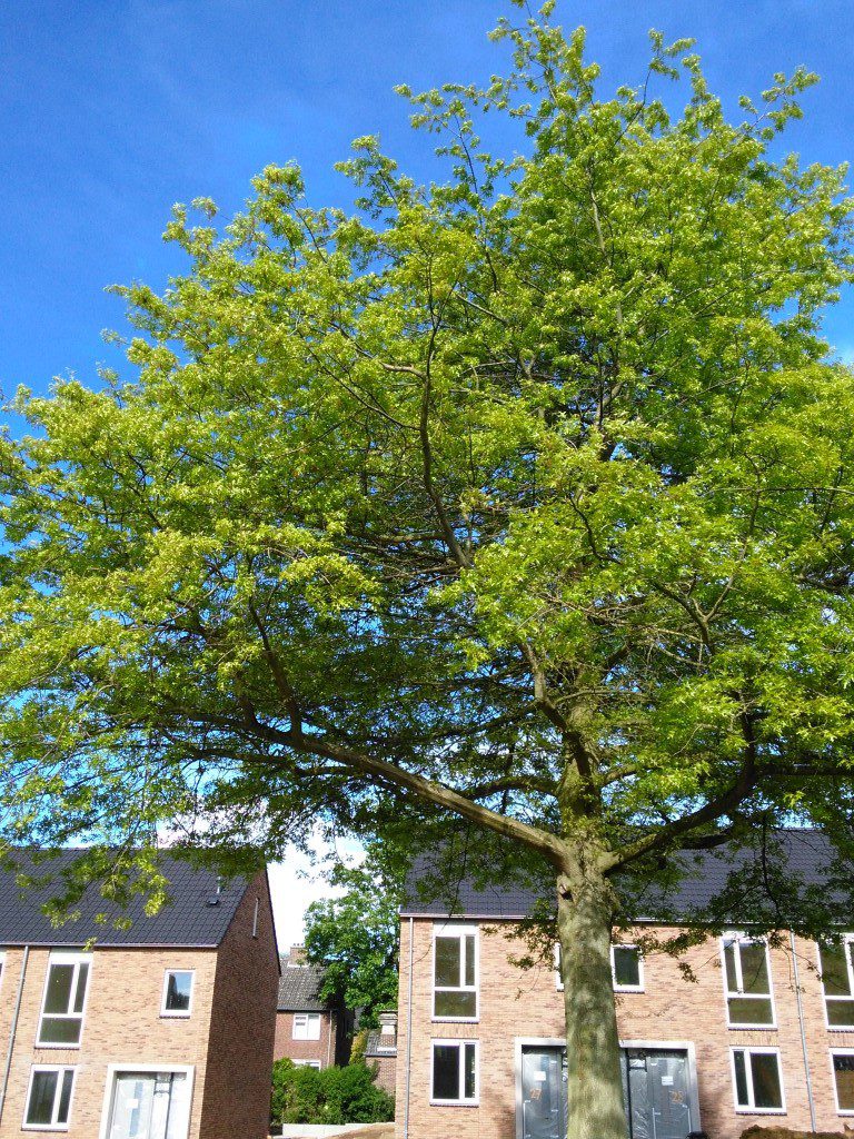 :Woningtype te :Stad